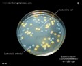 e.coli and salmonella on CLED